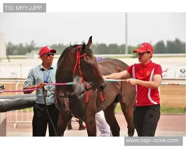 西安羽毛球队速度之争引发热议球迷与专家各执己见 西安羽毛球队速度之争引发热议球迷与专家各执己见